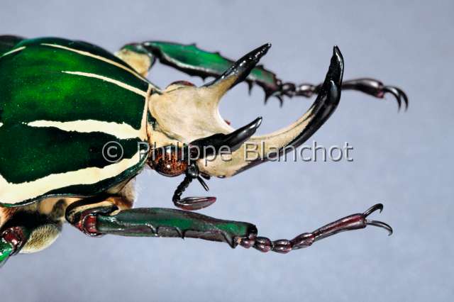 Chelorrhina polyphemus.JPG - Chelorrhina polyphemus (Portrait)Cetoine maleFlower beetleColeopteraScarabaeidaeCetoniinaeZaire